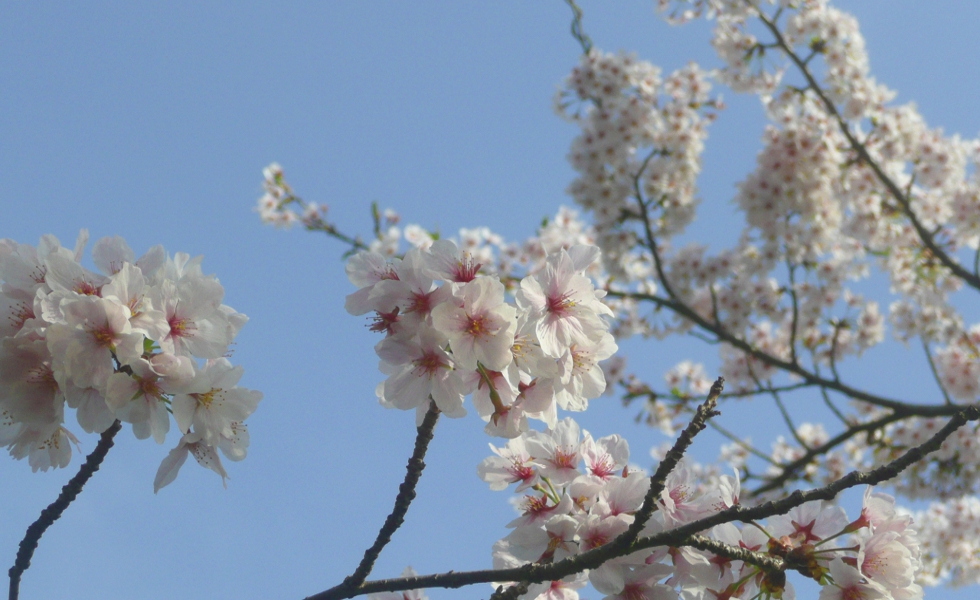 conference-of-spring